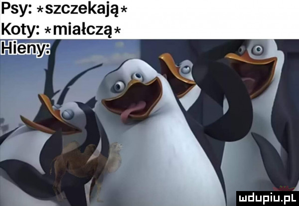 psy szczekają koty miauczą i