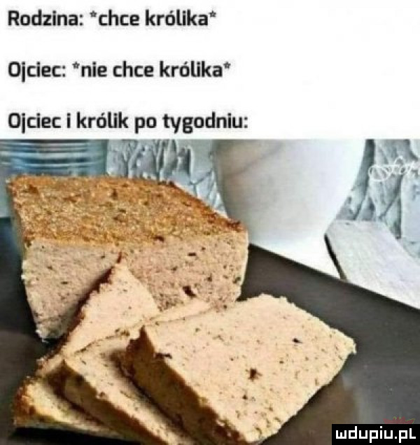 rodzina chce królika ojciec nie chce królika o dec królik po tygodniu