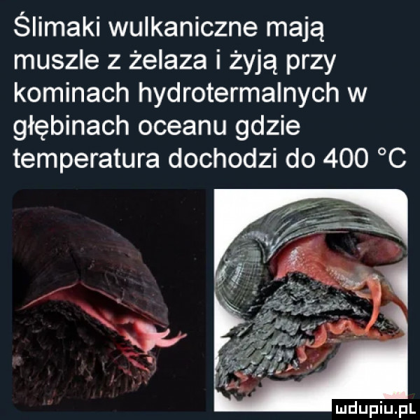 ślimaki wulkaniczne mają muszle z żelaza i żyją przy kominach hydrotermalnych w głębinach oceanu gdzie temperatura dochodzi do     c