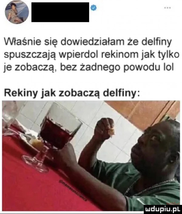 właśnie się dowiedziałam że delfiny spuszczają wpierdol rekinom jak tylko je zobaczą bez żadnego powodu ici rekiny jak zobaczą delfiny. mduplu pl