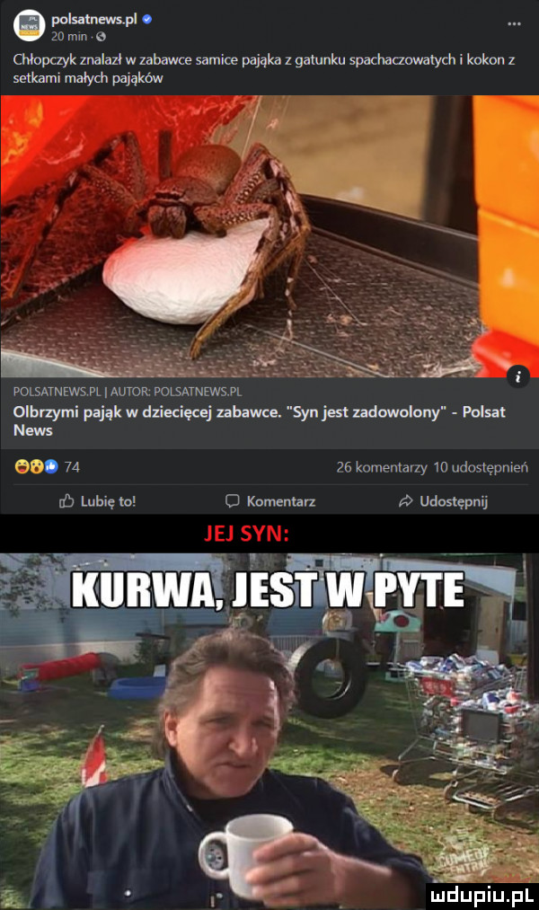 wlsmnmpl.    mm chłopczyk znalazł w zabawce samice pająka z gatunku spachaaawatych i kokon z setkami małych pająków polsatnews pl amav. volsarnewspl olbrzymi pająk w dziecięcej zabawne. syn jat zadowolony polsat news.       komentarzy    udostępnie db lubięło   komentarz udostępnij gdupiupl