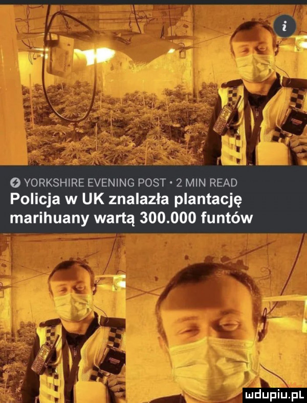o yorkshire evening post z min ruad policja w uk znalazła plantację marihuany wartą         funtów