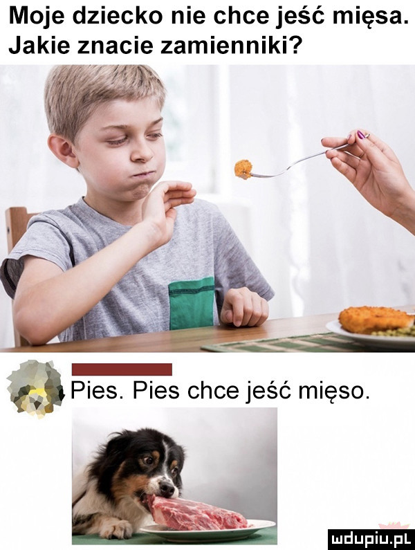 moje dziecko nie chce jeść mięsa. jakie znacie zamienniki. w. pies. pies chce jeść mięso