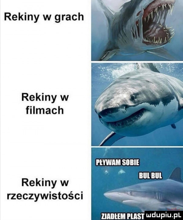 rekiny w grach rekiny w filmach mmm sum iiiil lill rekiny w rzeczywistości   unutm rusr wdaniu pl