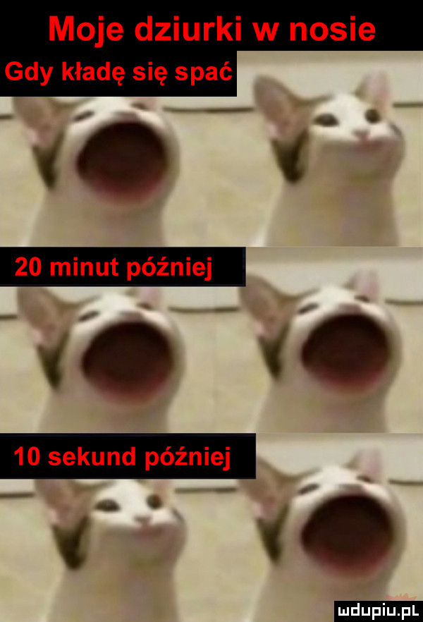 moje dziurki w nosie gdy kładę się spać z x.    minut później    sekund później v i. duciu. pl