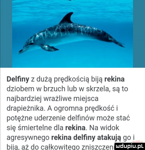 delfiny z dużą prędkością biją rekina dziobem w brzuch lub w skrzela są to najbardziej wrażliwe miejsca drapieżnika. a ogromna prędkość i potężne uderzenie delfinów może stać się śmiertelne dla rekina. na widok agresywnego rekina delfiny atakują go i biba. aż do całkowitego zniszczen