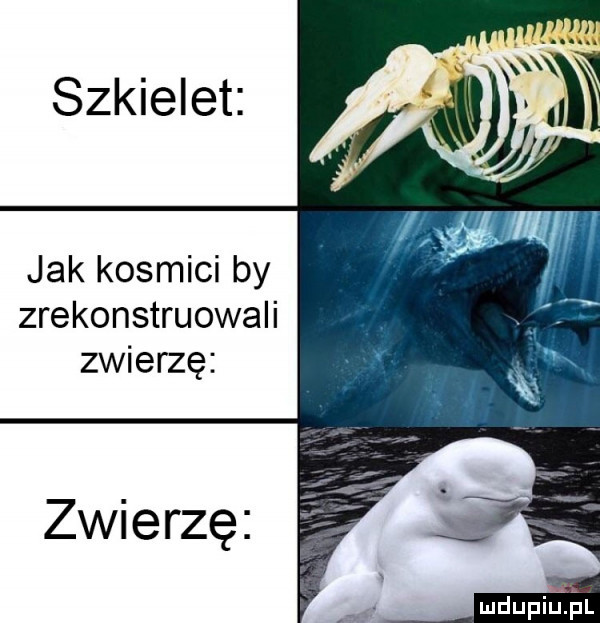szkielet jak kosmici by zrekonstruowali zwierzę zwierzę
