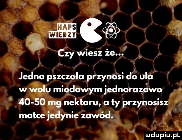 na czy wiesz że. jedno pszczoło przynosi jo ulo kacu miodowym jednorazowo g       mg nektaru a ły przynosisz matce jedynie zawód.     x