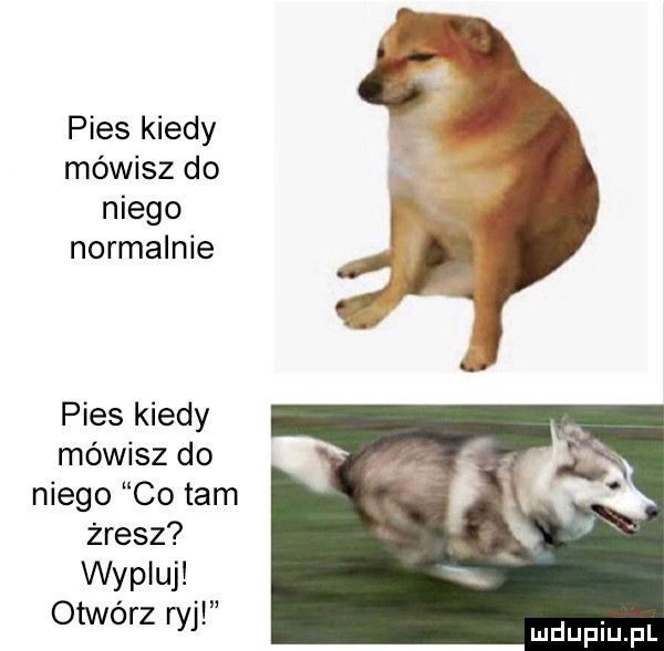 pies kiedy mówisz do niego normalnie pies kiedy mówisz do niego co tam żresz wypluj otwórz ryj