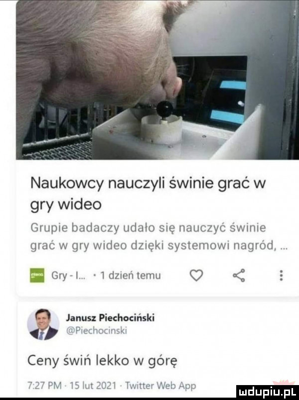 naukowcy nauczyli świnie grać w gry wideo grupie badaczy udalo się nauczyć świnie grać w gry wideo dzięki systemown nagród gryrl   dzneńiemu o   janusz piechociński i pi ukw ki ceny świń iekko w górę t    pm is ikt ziu wetter wai ann m