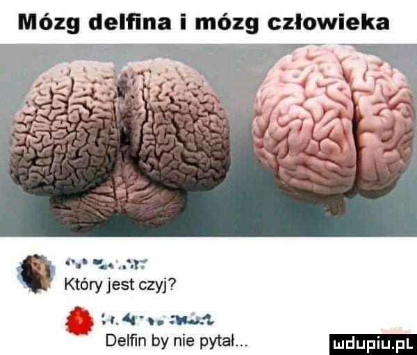 mózg delfina i mózg człowieka  . abakankami m który jest czyj. w.    m delﬁn by nie pytal