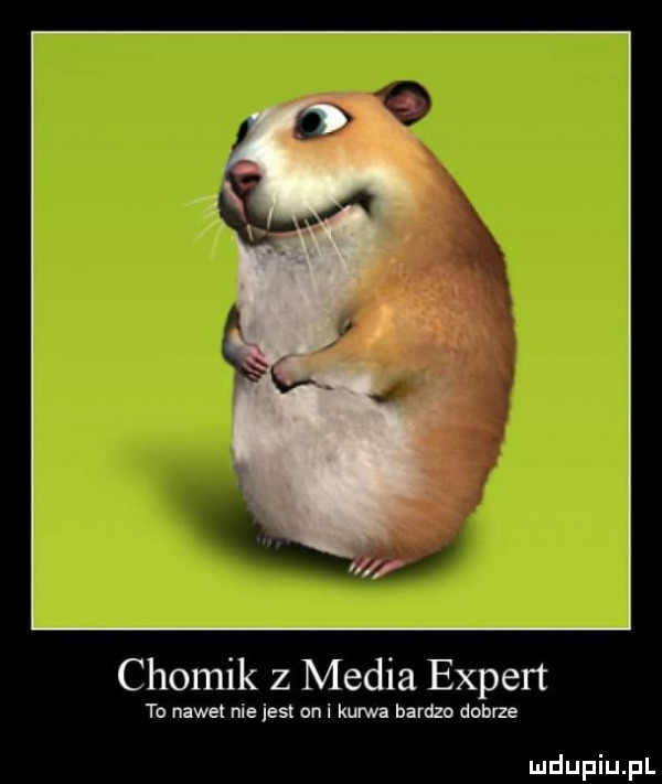 chomik   media expert to nowel niejest on i kurwa bardzo debrze