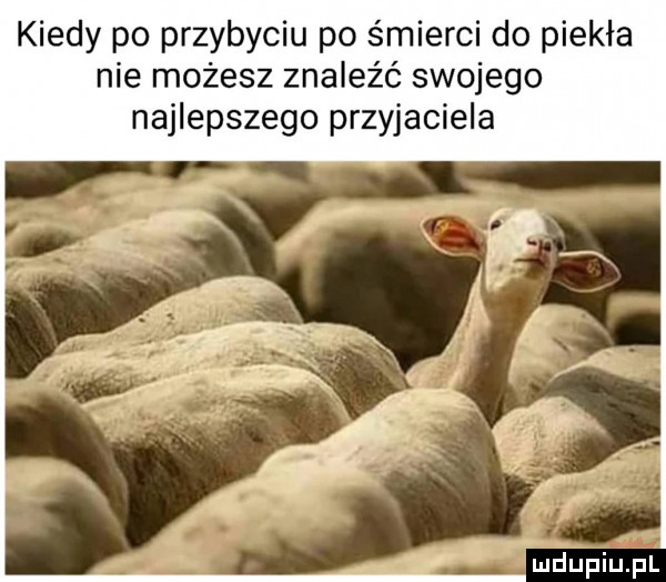 kiedy po przybyciu po śmierci do piekła nie możesz znaleźć swojego najlepszego przyjaciela