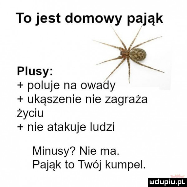 to jest domowy pająk i plusy lil poluje na owady ukąszenie nie zagraża życiu nie atakuje ludzi minusy nie ma. pająk to twój kumpel. ludu iu. l