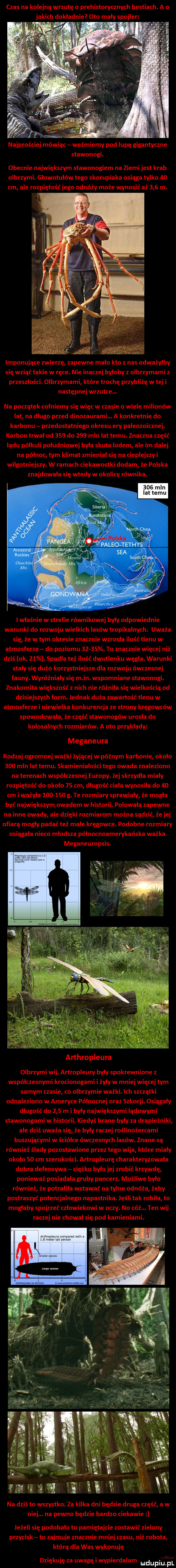 czas na kolejną wrzutę o prehistorycznych bestiach. a o jakich dokładnie oto mały spojler. najprościej mówiąc weźmiemy pod lupę gigantyczne stawonogi. obecnie największym stawonogiem na ziemi jest krab olbrzymi. głowotułów tego skorupiaka osiąga tylko    imponujące zwierzę zapewne mało kto z nas odważyłby się wziąć takie w ręce. nie inaczej byłoby z olbrzymami z przeszłości. olbrzymami które trochę przybliżę w tej i następnej wrzutce. na początek cofniemy się więc w czasie o wiele milionów lat na długo przed dinozaurami. a konkretnie do karbonu przedostatniego okresu ery paleozoicznej. karbon trwał od     do     mln lat temu. znaczna część lądu półkuli południowej była skuta lodem ale im dalej na północ tym klimat zmieniał się na cieplejszy i wilgotniejszy. w ramach ciekawostki dodam że polska znajdowała się wtedy w okolicy równika. i właśnie w strefie równikowej były odpowiednie warunki do rozwoju wielkich lasów tropikalnych. uważa się że w tym okresie znacznie wzrosła ilość tlenu w atmosferze do poziomu      . to znacznie więcej niż dziś ok.   . spadła też ilość dwutlenku węgla. warunki stały się dużo korzystniejsze dla rozwoju ówczesnej fauny. wdróż aby się m in. wspomniane stawonogi. znakomita większość z nich nie różniła się wielkością od dziel jszych form. jednak duża zawartość tlenu w atmosferze i niewielka konkurencja ze strony kręgowców spowodowała że część stawonogów urosła do kolosalnych rozmiarów. a oto przykłady meganeura rodzaj ogromnej ważki żyjącej w późnym karbonie około     mln lat temu. skamieniałości tego owada znaleziono na terenach współczesnej europy. jej skrzydła miały rozpiętość do około    cm długość ciała wynosiła do    cm i ważyła         g. te rozmiary sprawiały że mogła być największym owadem w historii. polowała zapewne na inne owady ale dzięki rozmiarom można sądzić że jej ofiarą mogły padać też małe kręgowce. podobne rozmiary osiągała nieco młodsza północnoamerykańska ważka meganeuropsis. arthropleura olbrzymi wij. artropleury były spokrewnione z współczesnymi krocionogami i żyły w mniej więcej tym samym czasie co olbrzymie ważki. ich szczątki odnaleziono w ameryce północnej oraz szkocji. osiągały długość do     m i były największymi lądowymi stawonogami w histori kiedyś brane były za drapieżniki ale dziś uważa się że były raczej roślinożercami buszującymi w ściółce ówczesnych lasów. znane są również ślady pozostawione przez tego wija które miały około    cm szerokości. artropleurę charakteryzowała dobra defensywa ciężko było jej zrobić krzywdę ponieważ posiadała gruby pancerz. możliwe było również że potrafiła wstawać na tylne odnóża żeby postraszyć potencjalnego napastnika. jeśli tak robiła to mogłaby spojrzeć człowiekowi w oczy. no cóż. ten wij raczej nie chował się pod kamieniami. abakankami           na dziś to wszystko. za kilka dni będzie druga część a w niej. na pewno będzie bardzo ciekawie jeżeli się podobało to pamiętajcie zostawić zielony przycisk to zajmuje znacznie mniej czasu niż robota którą dla was wykonuję dziękuję za uwagę i wypierdalam mdupiu pl