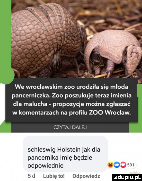 w l we wrocławskim zoo urodziła się młoda pancerniczka. zoo poszukuje teraz imienia dla malucha propozycje można zgłaszać w komentarzach na profilu zoo wrocław. czytaj dalej schleswig hoisteinjak dla pancernika imię będzie odpowiednie.     sd lunięto odpowiedz