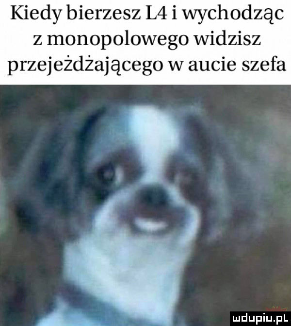 kiedy bierzesz l  i wychodząc z monopolowego widzisz przejeżdżającego w aucie szefa