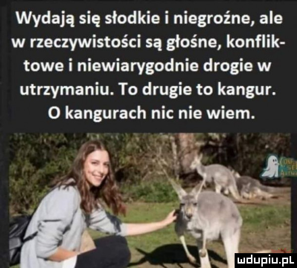 wydają się słodkie i niegroźne ale w rzeczywistości są głośne konflik toje i niewiarygodnie drogie w utrzymaniu. to drugie to kangur.   kangurach nic nie wiem. mru piupl