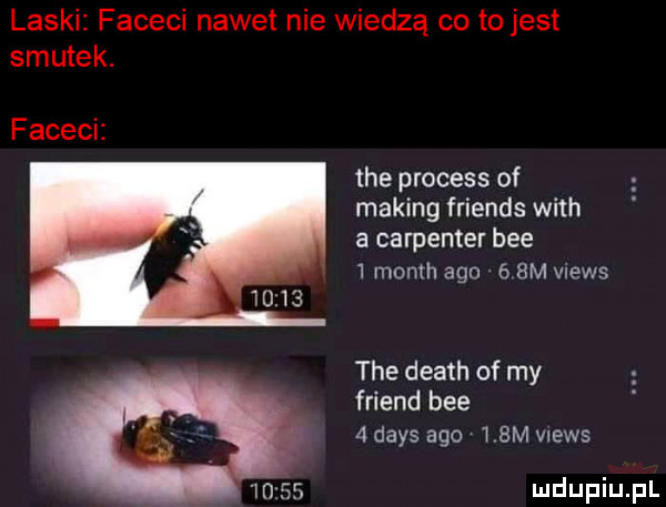 laski faceci nawet nie wiedzą co tojest smutek. faceci tee process of making friends with a carpenter bee   month ago.    m views tee death of my friend bee   dans ago    m vnews