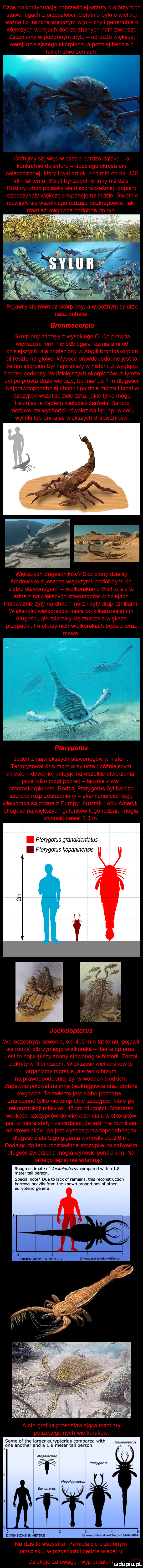 czas na kontynuację poprzedniej wrzuty o olbrzymich stawonogach z przeszłości. ostatnio było o wielkiej ważce i o jeszcze większym wiju czyli generalnie o większych wersjach dobrze znanych nam zwierząt. zaczniemy w podobnym stylu od dużo większej wersji dzisiejszego skorpiona a później będzie o takich stworzeniach cofnijmy się więc w czasie bardzo daleko a konkretnie do syluru trzeciego okresu ew paleozoicznej kłów trwal od ok.     mln do ok.     mln lat temu. świat byl zupelnie inny niż dziś. rośliny choć pojawily się nieco wcześniej dopiero rozpoczynały większą ekspansję na lądzie. świetnie rozwijały się wszelkiego rodzaju bezkręgowce jak i również kręgowce podobne do wb. pojawiły się również skorpiony a w późnym sylurze nasz bohater brontoscorpio skorpiony zaczęły z wysokiego c. co prawda większość form nie odbiegała rozmiarami od dzisiejszych ale znaleziony w anglii brontoskorpion bil resztę na głowę. wysoce prawdopodobne jest to że ten skorpion byl największy w historii. z wyglądu bardzo podobny do dzisiejszych skorpionów z tymże byl po prestu dużo większy bo miał do   m długości. najprawdopodobniej chodzil po dnie morza i łapał w szczypce wszelkie zwierzęta jakie tylko mógł traktując je żądłem wielkości żarówki. bardzo możliwe że wychodził również na ląd np. w celu wylinki lub unikając większych drapieżników. większych drapieżników skorpiony dzieliły środowisko zjeszcze większymi podobnymi do siebie stawonogami wielkorakami. wielkoraki to jedne z największych stawonogów w dziejach. przeważnie żyły na dnach mórz i byly drapieżnikami. większość wielkoraków miała po kilkadziesiąt cm długości ale zdarzały się znacznie większe przypadki. o olbrzymich wielkorakach będzie teraz mowa. pterygotus jeden z największych stawonogów w historii. terrowzował dna mórz w sylurze i późniejszym okresie dewonie polując na wszelkie stworzenia jakie tylko mógł pożreć licznie z ww. brontoskorpionem. rodzaj ptewgotus byl bardzo szeroko rozprzestrzeniony skamieniałości tego wielkoraka są znane z europy australii i obu amen k. długość największych gatunków tego rodzaju mogła wynosić nawet     m. pterygotus grandidentarus pterygotus kapaninensis jaekelopterus we wczesnym dewonie ok.     mln lat temu pojawil się rodzaj olbrzymiego wielkoraka jaekelopterus. jest to największy znany stawonóg w historii. został odkryty w niemczech. większość wielkoraków to organizmy morskie ale ten olbrzym najprawdopodobniej żal w wodach slodkich. zapewne polował na inne bezkręgowce oraz drobne kręgowce. to zwierzę jest słabo poznane znaleziono tylko niekompletne szczypce które po rekonstrukcji mialy ok.    cm długości. stosunek wielkości szczypców do wielkości ciała wielkoraków jest w miarę staly i zakładając że jeśli nie różnił się od krewniaków co jest wysoce prawdopodobne to długość ciała tego giganta wynosiła do     m. dodając do tego rozstawione szczypce to całkowita długość zwierzęcia mogła wynosić ponad   m. na takiego lepiej nie wdepną rough estimate of jaekelopterus compared with a     meter tali person. special note dce to lack of romains tais reconstruction borrows heavily from tee klown proportions of ocher eurypterid gonera. a oto grafika przedstawiająca rozmiaw poszczególnych wielkoraków. some of tee iar er eurypterids compared with ekg mms  oas another an a     meter tail person. abakankami mega jr me pteryyatus mega ugraplus ewy news     dimensions m meters owemu wdam imam na dziś to wszystko. pamiętajcie o zielonym przycisku w przyszłości będzie więcej dziękur ę za uwagę i wypierdalam urdupiu pl