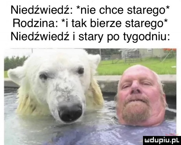 niedźwiedź nie chce starego rodzina i tak bierze starego niedźwiedź i stary po tygodniu pś w. judupitpl
