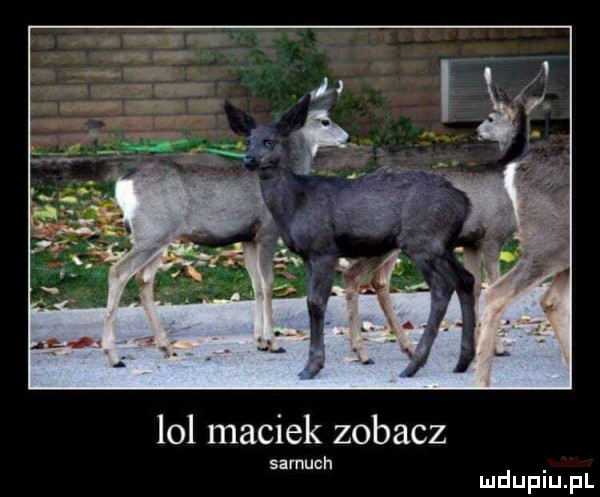 lol maciek zobacz samach
