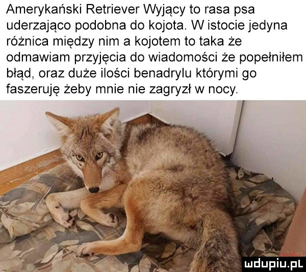 amerykański retriever wyjący to rasa psa uderzająco podobna do kojota. w istocie jedyna różnica między nim a kojotem to taka że odmawiam przyjęcia do wiadomości że popełniłem błąd oraz duże ilości benadrylu którymi go faszeruję żeby mnie nie zagryzł w nocy