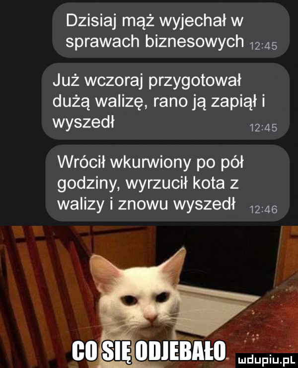 dzisiaj mąż wyjechał w sprawach biznesowych       już wczoraj przygotował dużą walizę rano ją zapiął i wyszedł       wrócił wkunniony po pół godziny wyrzucił kota z walizy i znowu wyszedł              iuebneo