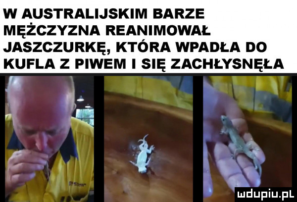 w australijskim barze mężczyzna reanimowal jaszczurkę która wpadła do kufla z piwem i się zachłysnęła udupiupl