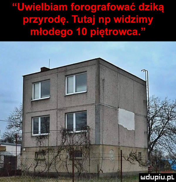 lmdupiupl