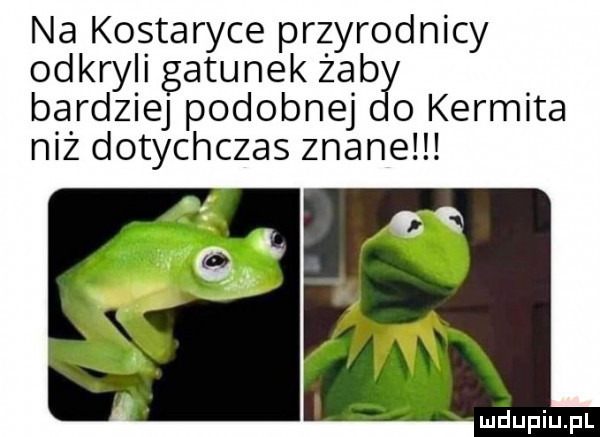 na kostaryce przyrodnicy odkryli gatunek żab bardziej podobnej o kermita niż dotychczas znane