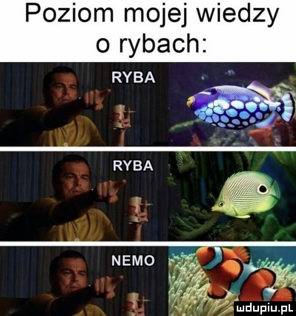 poziom mojej wiedzy o rybach ryba ryba nemo