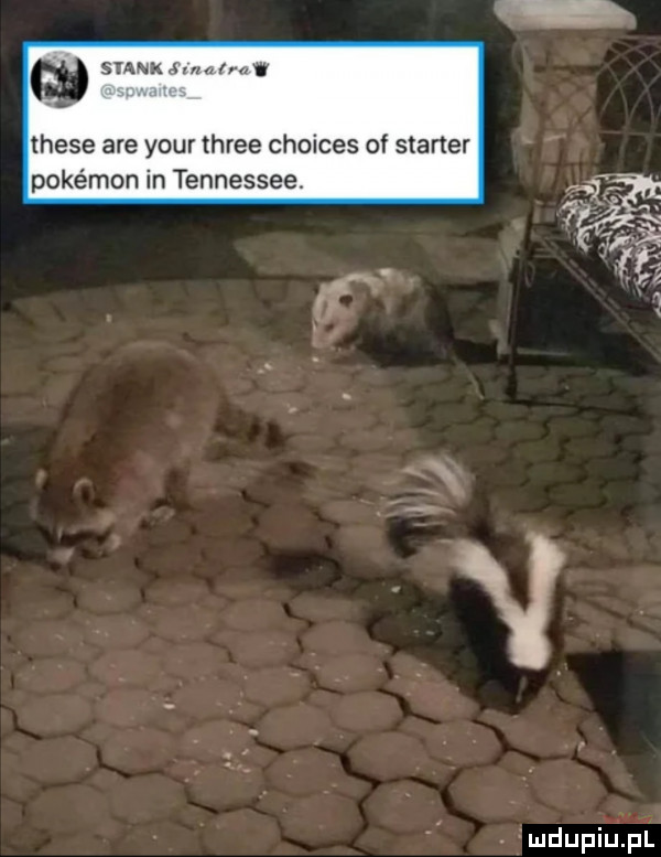 suw fau w thebe are your three choices of starter pokemon in tennessee. mdupiupl