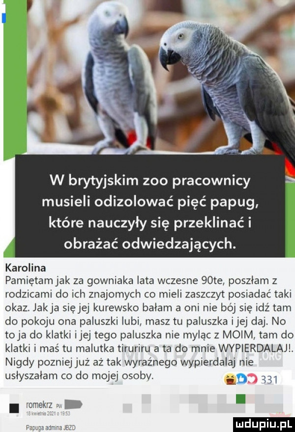 w bryty selm zoo pracownicy musieli odizolować pięć papug które nauczyły się przeklinać i obrażać odwiedzających. karolina pamiętamjak za gowniaka lata wczesne   te poszlam z rodzicami do ich znajomych co mieli zaszczyt posiadać taki okaz. jakla się jej kurewsko balam a oni nie bój się idź tam do pokoju ona paluszki lubi masztu paluszka ijej daj. no toja do klatki ijej tego paluszka nie myląc z moim tam do klatki i maś tu malutka tiruriru a ta do mnie wypierdalajl nigdy pozniej juz az tak wyraźnego wypierdalaj nie uslyszalam co do mam osoby. it gm. romekrz r