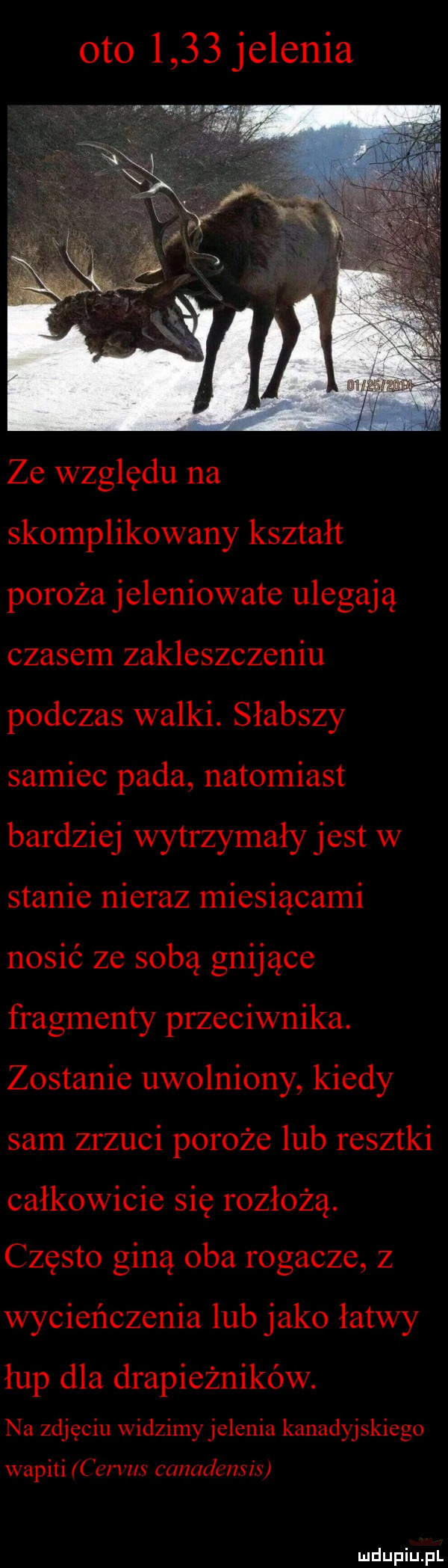 oto      jelenia. sma ze względu na skomplikowany kształt poroża jeleniowate ulegają czasem zakleszczeniu podczas walki. słabszy samiec pada natomiast bardziej wytrzymały jest w stanie nieraz miesiącami nosić ze sobą gnijące fragmenty przeciwnika. zostanie uwolniony kiedy sam zrzuci poroże lub resztki całkowicie się rozłożą. często giną oba rogacze z wycieńczenia lub jako łatwy łup dla drapieżników. na zdjęciu widzimy jelenia kanadyjskiego wapiti emm cu mdmsix