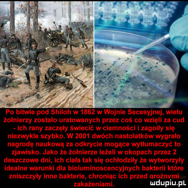 po bitwie pod shiloh w      w wojnie secesyjnej wielu żołnierzy zostalo uratowanych przez coś co wzięli za cud ich rany zaczely świecić w ciemności i zagoily się niezwykle szybko. w      dwóch nastolatków wygralo nagrodę naukową za odkrycie mogące wytlumaczyc to zjawisko. jako że żolnielze leżeli w okopach piez   deszczowe dni ich ciala tak się achlodzily że wytworzyły idealne warunki dla bioluminescencyjnych bakterii które zniszczyly inne bakterie chroniąc ich przed uroźnv mi zakażeniami. ndup u pl