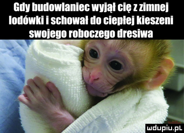gov budowlaniec wvial cie zimnei lodówki i schowal do eienlei kieszeni swoieuo roboczego dresowa mdupiupl