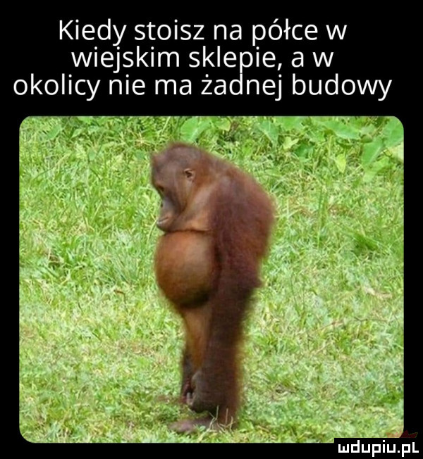 kiedy stoisz na półce w wiejskim sklorze a w okolicy nie ma za naj budowy i
