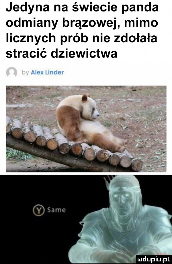 jedyna na świecie panda odmiany brązowej mimo licznych prób nie zdołała stracić dziewictwa