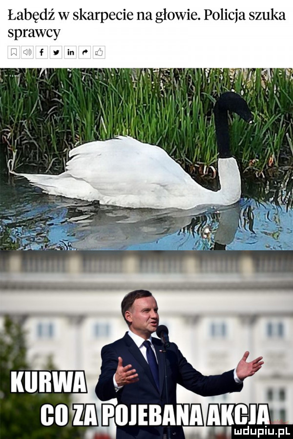 łabędź w skarpecie na głowie. policja szuka sprawcy l fiinr v i i gaza piiiebana a kobia imduplu pl