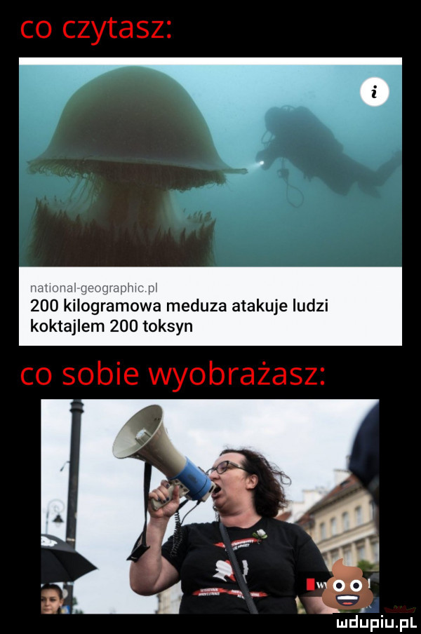 co czytasz a meduza atakuje ludzi   toksyn co sobie wyobrażasz mel adiu pl