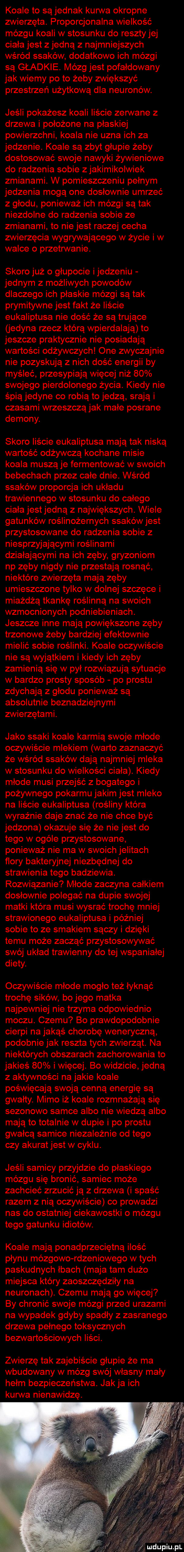 koale to sąjednak kurwa okropne zwierzęta. proporcjonalna wielkość mózgu koali w stosunku do resztyjej ciała jest z jedną z najmniejszych wśród ssaków dodatkowo ich mózgi są gładkie. mózg jest pofałdowany jak wiemy po to żeby zwiększyć przestrzeń użytkową dla neuronów. jeśli pokażesz koali liście zerwane z drzewa i położone na płaskiej powierzchni koala nie uzna ich za jedzenie. koale są zbyt glupie żeby dostosować swoje nawyki żywieniowe do radzenia sobie z jakimikolwiek zmianami. w pomieszczeniu pełnym jedzenia mogą one dosłownie umrzeć z głodu ponieważ ich mózgi są tak niezdolne do radzenia sobie ze zmianami to nie jest raczej cecha zwierzęcia wygrywającego w życie i w walce o przetnnanie. skoro już o glupocie ijedzeniu jednym z możliwych powodów dlaczego ich płaskie mózgi są tak prymitywne jest fakt że liście eukaliptusa nie dość że są trujące jedyna rzecz którą wpierdalają to jeszcze praktycznie nie posiadają wartości odżywczych one zwyczajnie nie pozyskują z nich dość energii by myśleć przesypiają więcej niż    swojego pierdolonego życia. kiedy nie śpią jedyne co robią to jedzą srają i czasami wrzeszczą jak małe posrane demony. skoro liście eukaliptusa mają tak niską wartość odżywczą kochane misie koala muszą je fermentować w swoich bebechach przez całe dnie. wśród ssaków proporcja ich układu trawiennego w stosunku do całego ciała jest jedną z największych. wiele gatunków roślinożernych ssaków jest przystosowane do radzenia sobie z niesprzyjającymi roślinami działającymi na ich zęby gryzoniom np zęby nigdy nie przestają rosnąć niektóre zwierzęta mają zęby umieszczone tylko w dolnej szczęce i miażdżą tkankę roślinną na swoich wzmocnionych podniebieniach. jeszcze inne mają powiększone zęby trzonowe żeby bardziej efektownie mielić sobie roślinki. koale oczywiście nie są wyjątkiem i kiedy ich zęby zamienią się w pył rozwiązują sytuacje w bardzo prosty sposób po prestu zdychają z głodu ponieważ są absolutnie beznadziejnymi zwierzętami. jako ssaki koale karmią swoje mlode oczywiście mlekiem warto zaznaczyć że wśród ssaków dają najmniej mleka w stosunku do wielkości ciała. kiedy mlode musi przejść z bogatego i pożywnego pokarmu jakim jest mleko na liście eukaliptusa rośliny która wyraźnie daje znać że nie chce być jedzona okazuje się że nie jest do tego w ogóle przystosowane ponieważ nie ma w swoich jelitach ﬂory bakteryjnej niezbędnej do strawienia tego badziewia. rozwiązanie młode zaczyna całkiem dosłownie polegać na dupie swojej matki która musi wysrać trochę mniej strawionego eukaliptusa i później sobie to ze smakiem sączy i dzięki temu może zacząć przystosowywać swój uklad trawienny do tej wspaniałej diety. oczywiście młode mogło też łyknąć trochę sików bo jego matka najpewniej nie trzyma odpowiednio moczu. czemu bo prawdopodobnie cierpi na jakąś chorobę weneryczną podobniejak reszta tych zwierząt. na niektórych obszarach zachorowania to jakieś    i więcej. bo widzicie jedną z aktywności na jakie koale poświęcają swoją cenną energię są gwałty. mimo iż koale rozmnażają się sezonowo samce albo nie wiedzą albo mają to totalnie w dupie i po prestu gwałcą samice niezależnie od tego czy akurat jest w cyklu. jeśli samicy przyjdzie do płaskiego mózgu się bronić samiec może zachcieć zrzucić ją z drzewa i spaść razem z nią oczywiście co prowadzi nas do ostatniej ciekawostki o mózgu tego gatunku idiotów. koale mają ponadprzeciętną ilość płynu mózgowo rdzeniowego w tych paskudnych łbach maja tam dużo miejsca który zaoszczędziły na neuronach. czemu mają go więcej by chronić swoje mózgi przed urazami na wypadek gdyby spadły z zasranego drzewa pelnego toksycznych bezwartościowych liści. zwierzę tak zajebiście głupie że ma wbudowany w mozg swéj wlasny mały hełm bezpieczeństwa. jak ja ich kurwa nienawidzę. lundu piupl