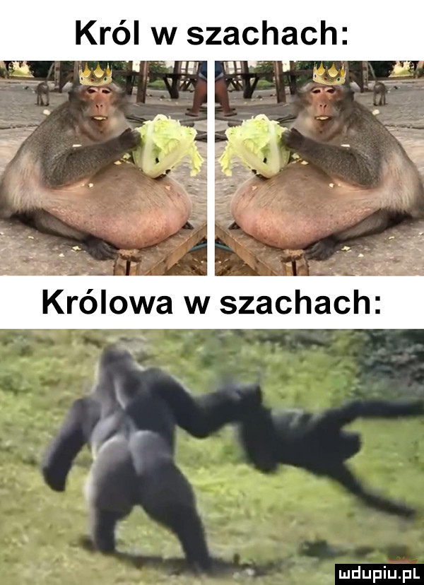 król w szachach w e