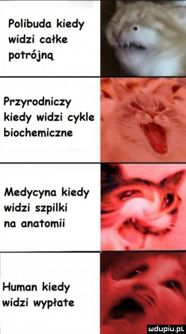 polibuda kiedy widzi całce potrójną x przyrodniczy m q kiedy widzi cykle. biochemiczne medycyna kiedy widzi szpilki na anatomii i human kiedy widzi wypłafe