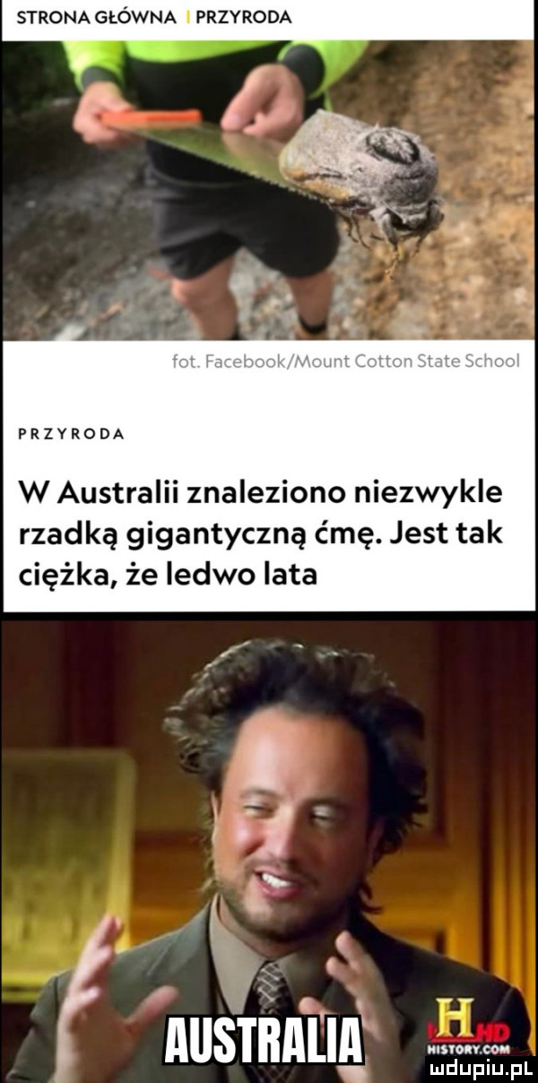 strona główna przyroda przyroda w australii znaleziono niezwykle rzadką gigantyczną ćmę. jest tak ciężka że ledwo lata x l i ia mm. mduplu pl