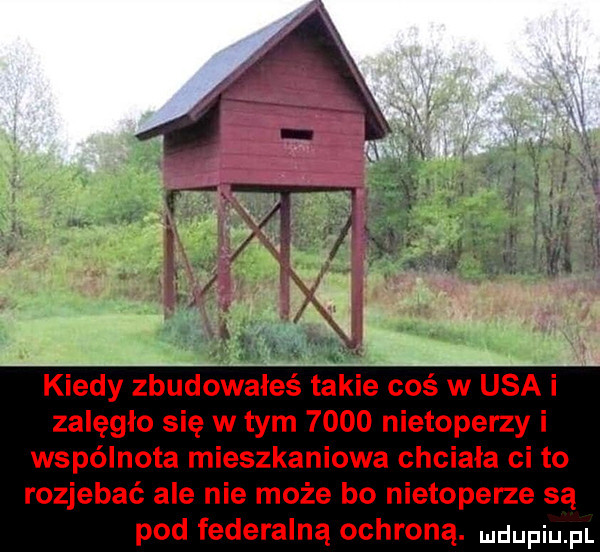 kiedy zbudowałeś takie coś w usa i zalęgło się w tym      nietoperzy i wspólnota mieszkaniowa chciała ci to rozjebać ale nie może bo nietoperze są pod federalną ochroną
