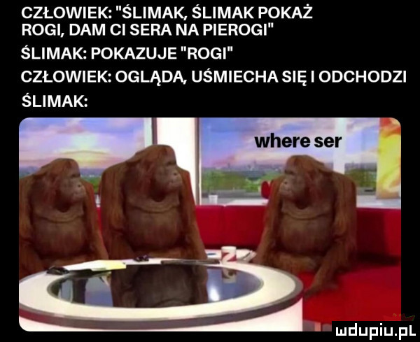 człowiek ślimak ślimak pokaż rogi dam ci sera na pierogi ślimak pokazuje rogi człowiek ogląda uśmiecha się i odchodzi ślimak g