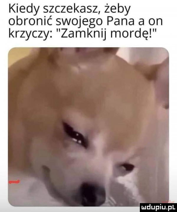 kiedy szczekasz żeby obronić swojego pana a on krzyczy zamknij mordę