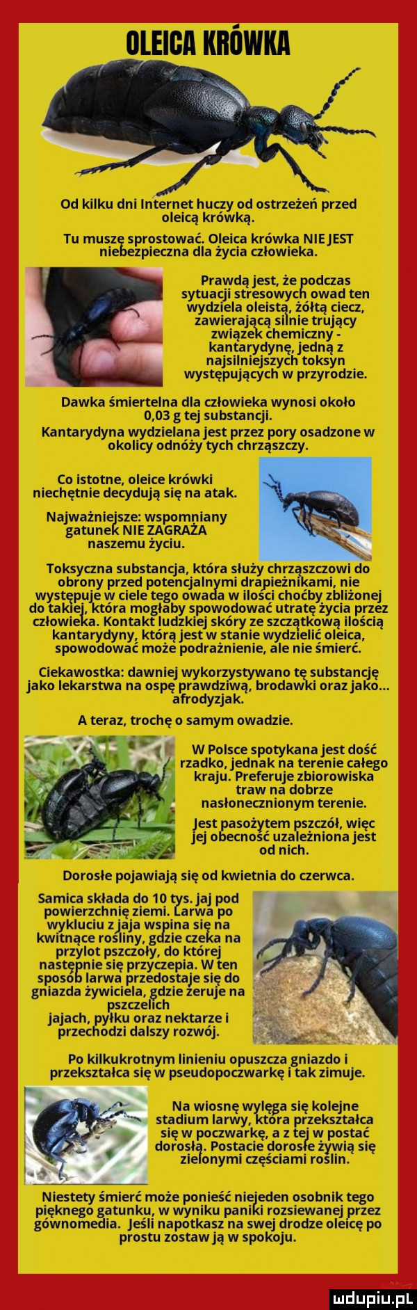omen infim od kilku dni internet huczy od osu zeżeń przed oleicą krówką tu masz sprostować. oleica krówka niejest ni pieczka dla życia czlowieka. prawdą jest że dans sytuacji stresowy owad ten wydziela alin żółtą ciecz zawieraj cą si nie trujący zwięz chemiczny kanurydynę jedną z najsilniejszych toksyn występujących w przyrodzie. dawka śmiertelna dla człowieka wynosl okolo      g tej substancjl. kantarydyna wydzielana jest przez pory osadzone w okolicy odnóży tych chrząszczy. co istotne oleice krówki niechętnie decydują się na atak. najważnie sie wspomniany gum nie zagraza naszemu zyciu. toksyczna substancja które sluzy chrz siczowi do obrony przed potencjaln ni drapiezn mi nie west e w ciele tego owa w ilosci dwćby zbliżonej do ta. ora moglaby spowodować utratę życia przez calowi. kontakt ludzkiej skóry ze szczątkowe ilością kantarydyny którą jest w stanie wydzielić oleica spowodować mnie podrażnienie ale nie śmierć. ciekawostka lawni kurz s ano substan jako lekarstwa na ospgpvgwdzixłmodiw orazjaęgm afrodyzjak. a teraz trochę o samym owa dmie. v w polsce spotykanajest dość rzadko jednak na terenie calego kraju. preferuje zbiorowiska traw na dobrze nnslonectuionym terenie. est so tam czul wi jej uganiać uzallęzxniona jens odnlch. samice sld da do  o jaj pod powierzanie ziemi. alwa po wykluciu a. na si n kwitnące ro ny ie a na przylot pszczoły. do której mewie się przyrzepla w ten a sfos ia ma przedostaje sie do gniazda żywicielaałdzie zeruje na pszcz ch jajed rłxylku oraz nektarze i prze orki dalszy rozwój. po klllmkrotnym imieniu opuszcza gniazdo i przekształca it w pseudupoczwarkę i tak zimuje na wiosnę a się kolejne stadium larwy k gramie w poczwar a z w do u. pustatieędoro poi się zielonymi aeścinml ro ian. manny śmierć mo ponlełć n osobnik tego wien amnlcu. w wyniku pani roztievunełrrxez storn i. jeśli napotka nu swej drodze ol ze po promu zestaw ją w spokoju