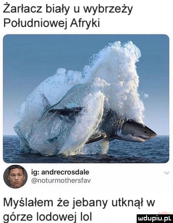żarłacz biały u wybrzeży południowej afryki ig andrecrosdale noturmothersfav myślałem że jebany utknął w górze indowej lol
